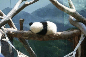 寂寞熊猫