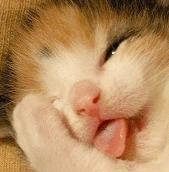 扮鬼脸的猫咪