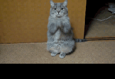 招财猫